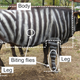 Ilustración para el artículo titulado Descubren que pintar a las vacas con rayas de cebra espanta a los tábanos